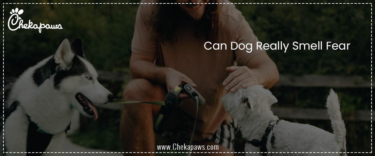 Can Dog Really Smell Fear?