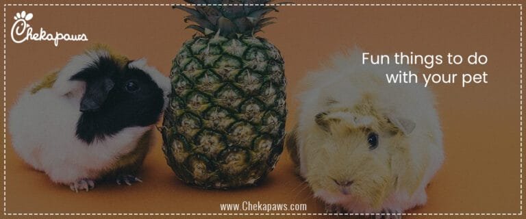 Fun things to do with your pet