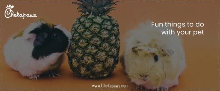 Fun things to do with your pet