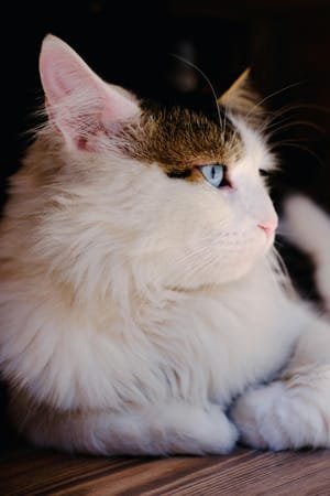 Fun things to do with your pet