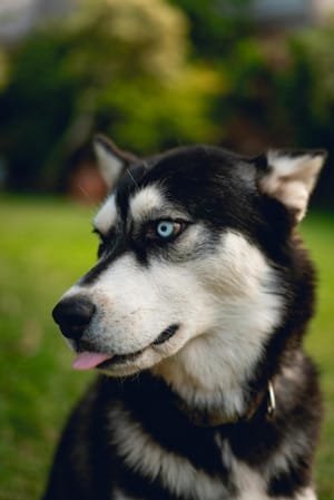 Fun things to do with your pet