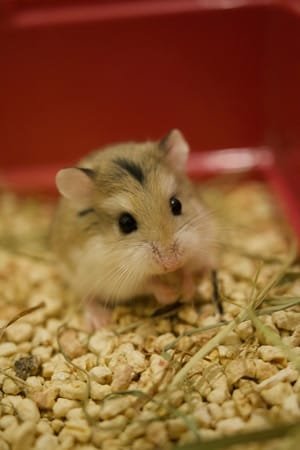 Fun things to do with your pet