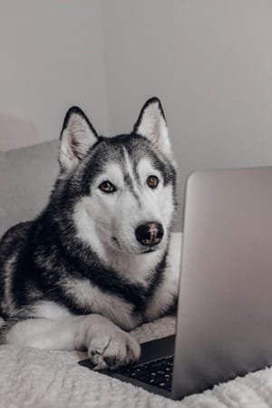 The Best Dog Apps Today