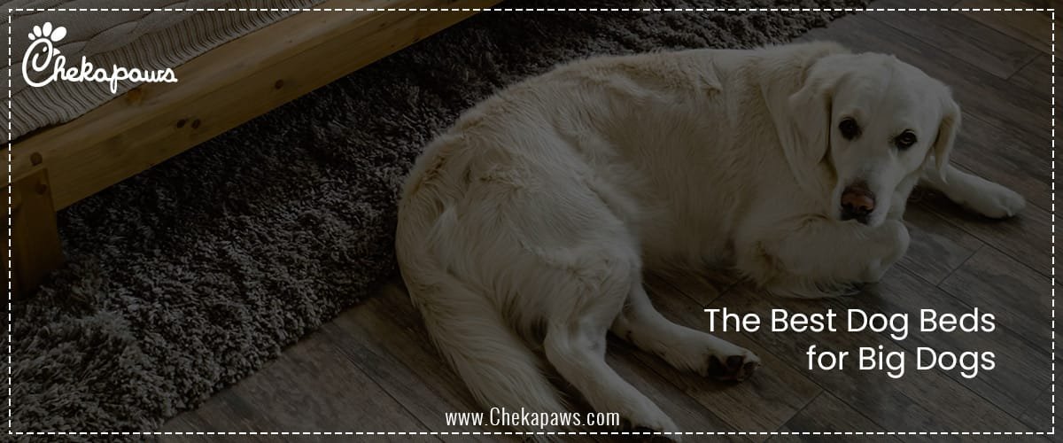 The Best Dog Beds for Big Dogs