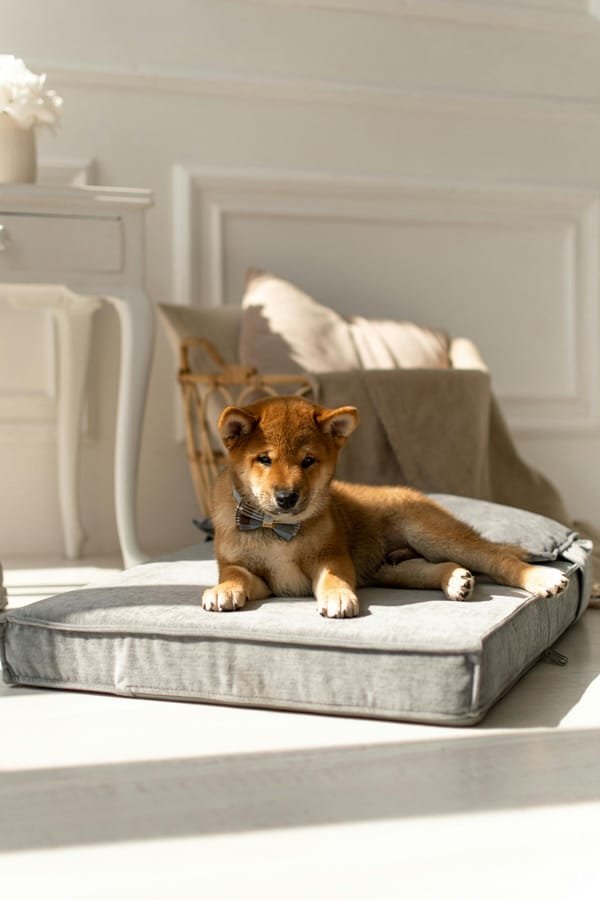 The Best Dog Beds for Big Dogs 

