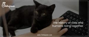 The history of cats and humans living together