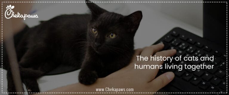 The history of cats and humans living together