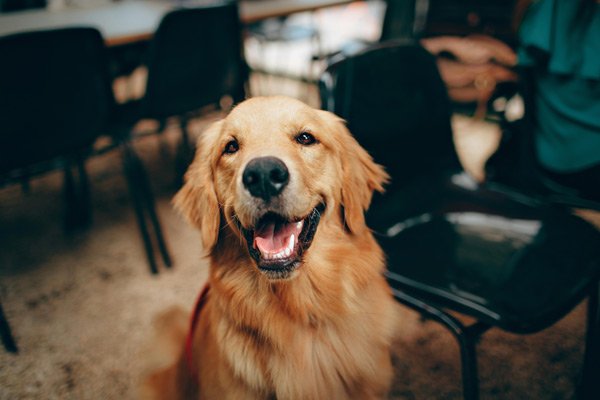 5 Dog Products We Couldn’t Live Without
