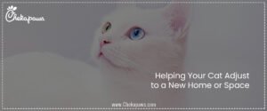 Helping Your Cat Adjust to a New Home or Space