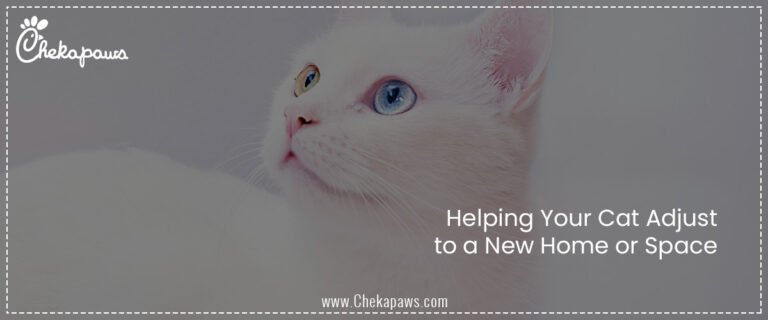 Helping Your Cat Adjust to a New Home or Space