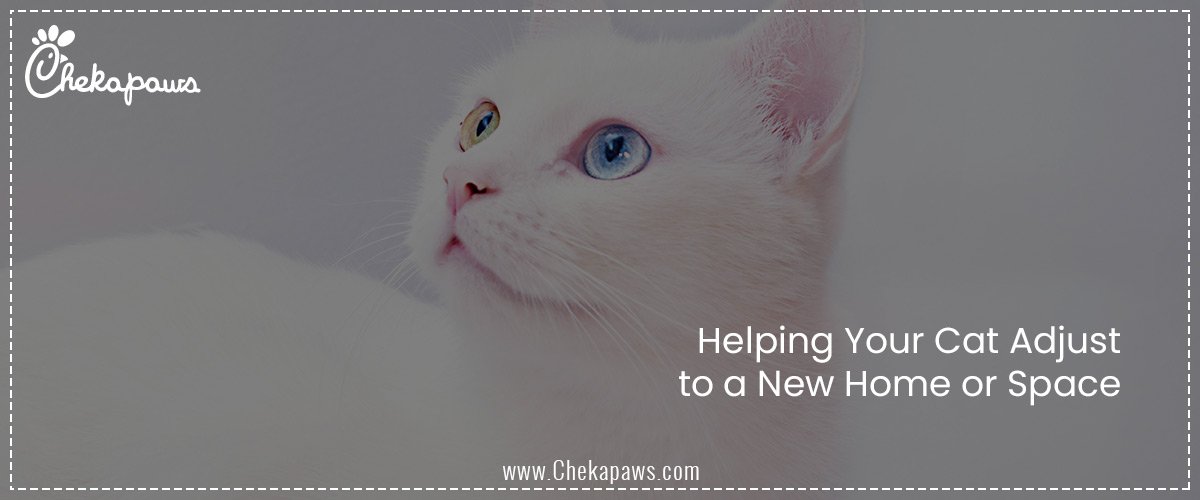 Helping Your Cat Adjust to a New Home or Space