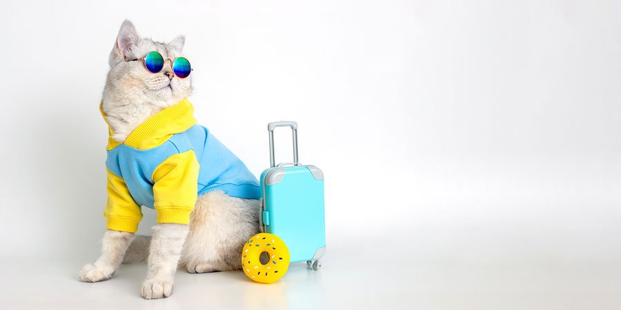 Cat prepared to travel