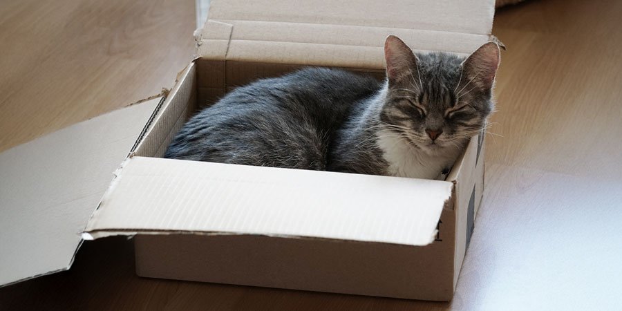 Cat settling down in new place