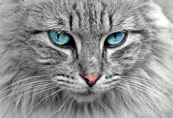 Helping Your Cat Adjust to a New Home or Space
