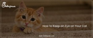 How to Keep an Eye on Your Cat