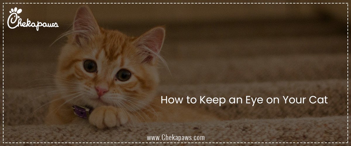 How to Keep an Eye on Your Cat