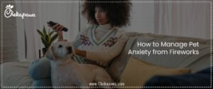 How to Manage Pet Anxiety from Fireworks