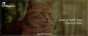How to Tell if Your Cat is in Pain