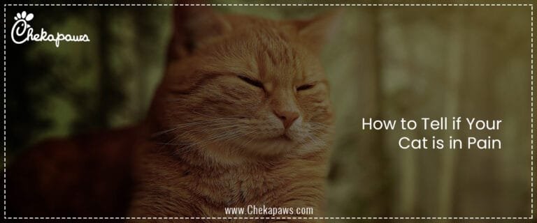 How to Tell if Your Cat is in Pain