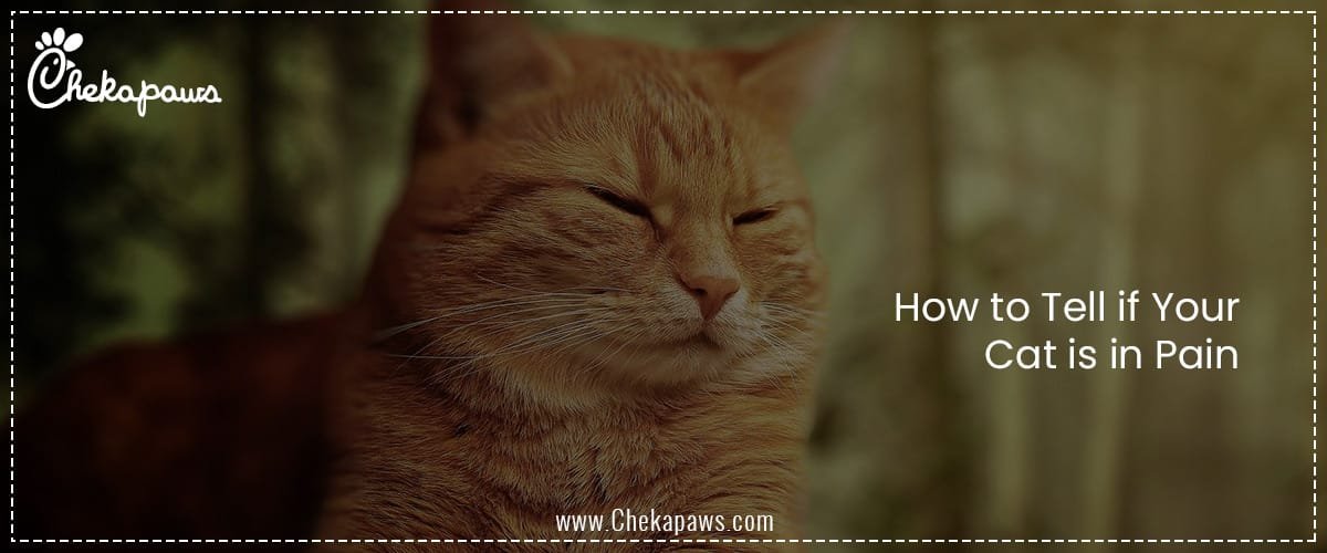 How to Tell if Your Cat is in Pain