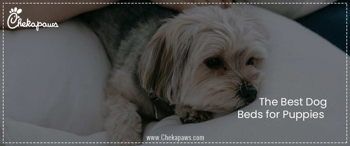 The Best Dog Beds for Puppies
