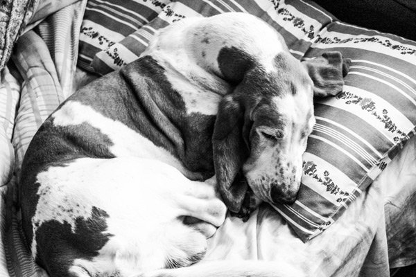 The Best Dog Beds for Puppies
