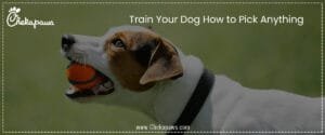 Train Your Dog How to Pick Anything