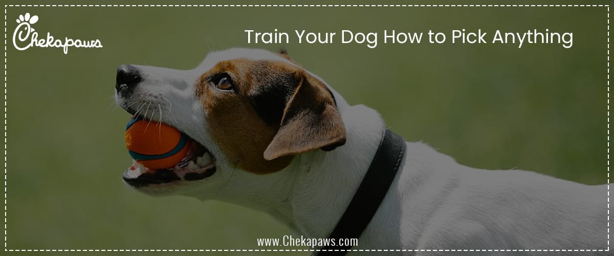 Train Your Dog How to Pick Anything