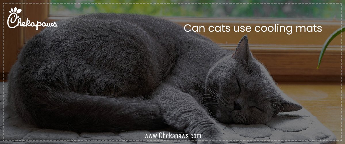 Can cats use cooling mats
