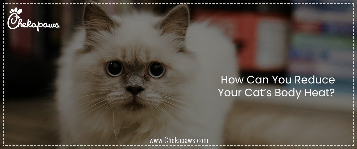 How Can You Reduce Your Cat’s Body Heat?