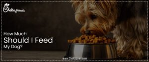 How much should I feed my dog blog post