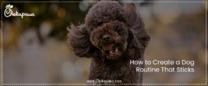How to Create a Dog Routine That Sticks