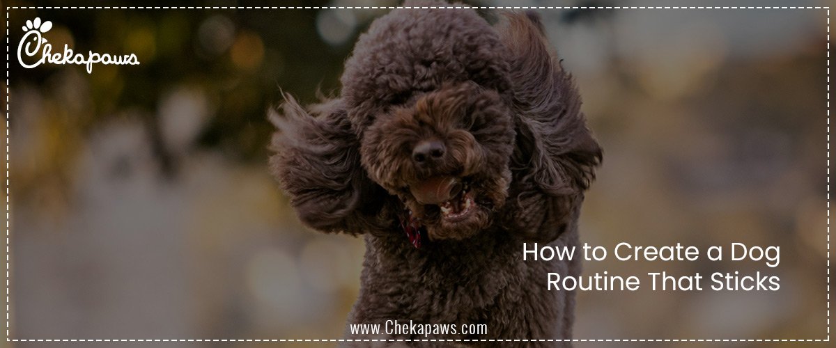 How to Create a Dog Routine That Sticks