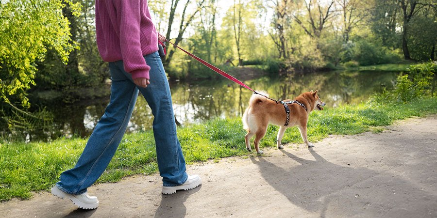 Dog having a morning walk
