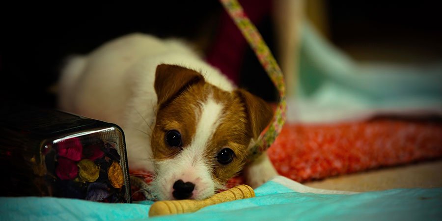 Night routine of dog