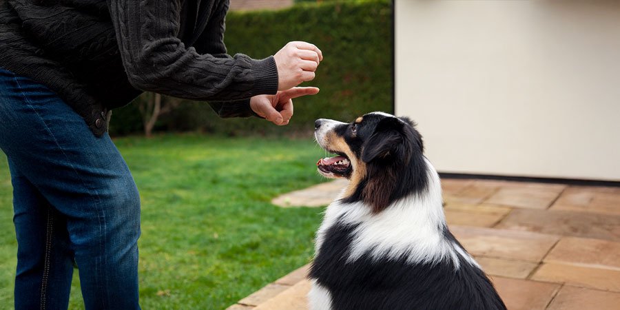 Training a dog