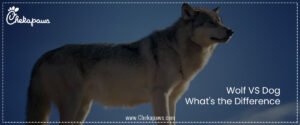 Wolf VS Dog: What's the Difference
