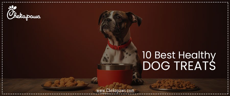 10 Best Healthy Dog Treats