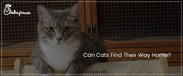 Can Cats Find Their Way Home