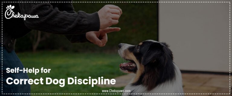 Self-Help for Correct Dog Discipline