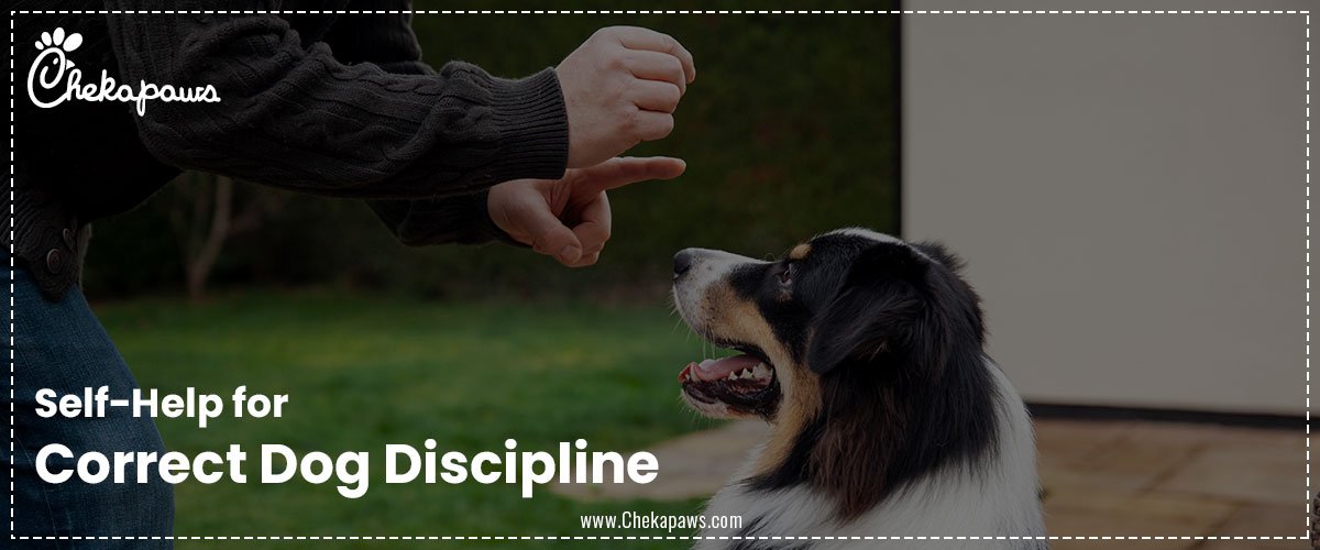 Self-Help for Correct Dog Discipline