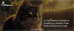 A Cat Parent’s Guide to Creating a Stress-Free Daily Routine for Cats