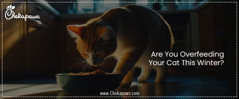 Are You Overfeeding Your Cat This Winter?
