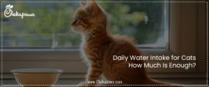 Cat Daily Water Intake: How Much Is Enough