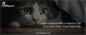 How to Bond With a Fearful Cat and Earn Their Trust Naturally