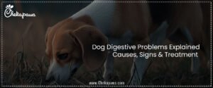 Dog Digestive Problems Explained: Causes, Signs & Treatment