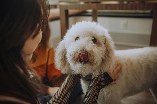 Dog Digestive Problems Explained Causes, Signs & Treatment