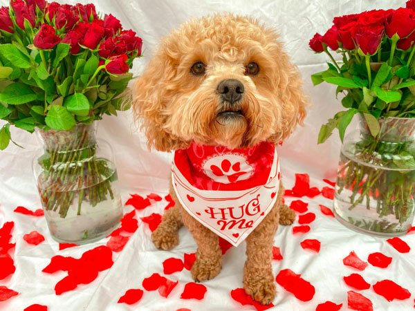 How to Host a Doggy Valentine’s Party Fun, Safe & Paw-fect Ideas