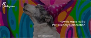 How to Make Holi a Pet-Friendly Celebration