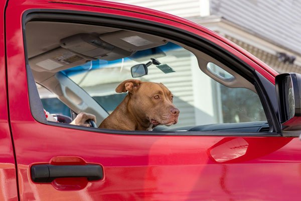 Pet-Friendly Hotel Reviews & Road Trip Safety Tips for Traveling with Pets